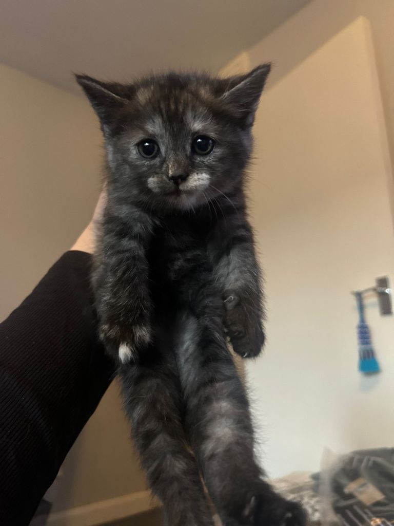 Mixed Persian Kittens