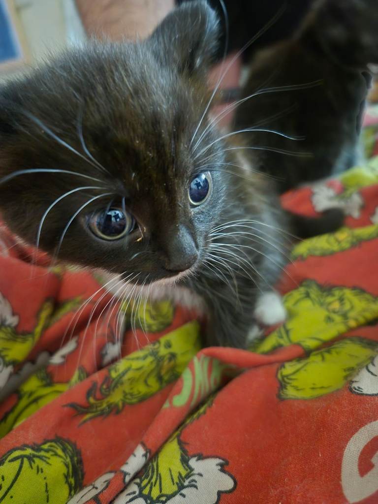 3 beautiful MALE kittens £50