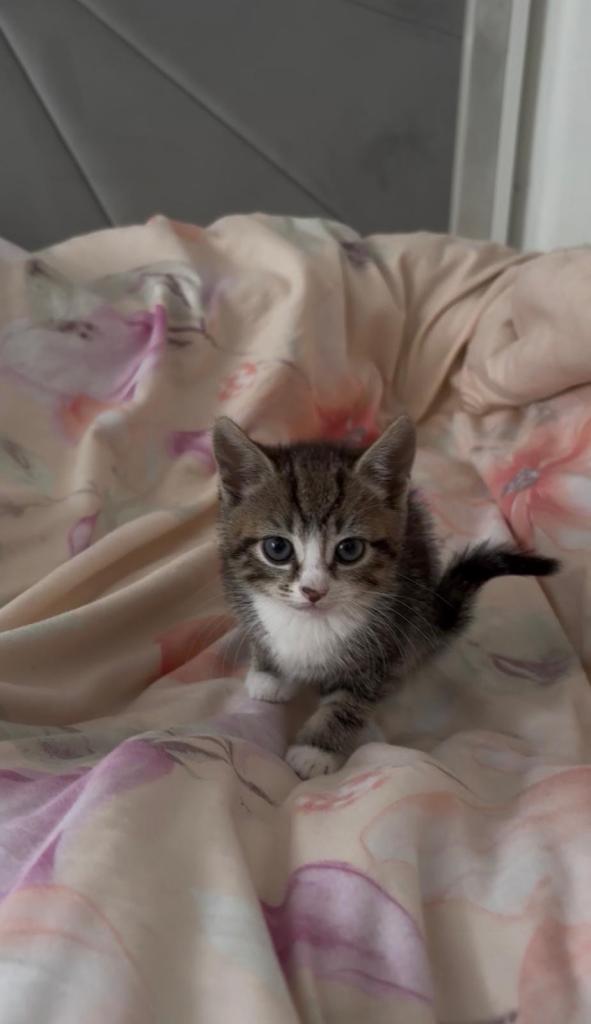 Beautiful kittens for sale
