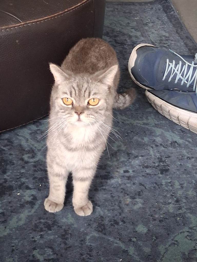 3 cats for rehome can go seperate or together