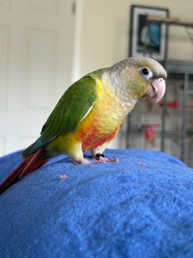 Conure parrot, hand tame with cage approx 9 months