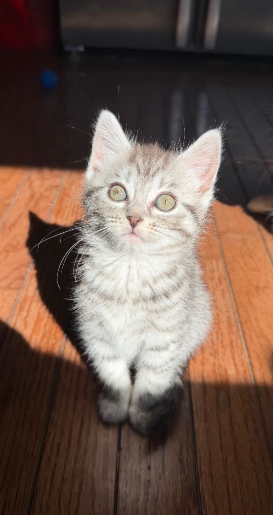 Fluffy Siberian Mix kittens