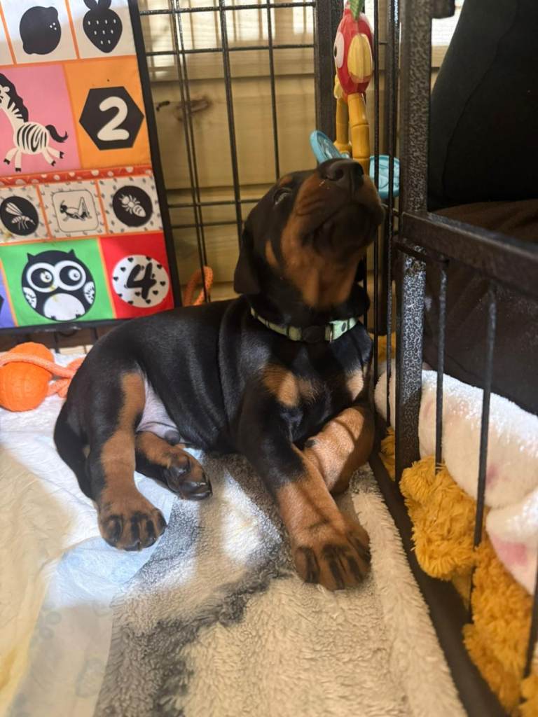 CHAMPION LINE EUROPEAN DOBERMAN PUPPIES