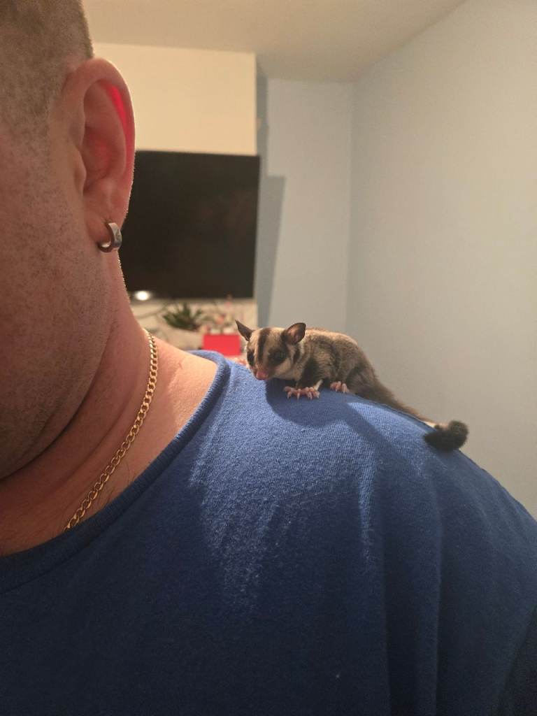 Sugar glider boy