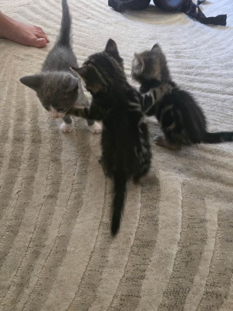 Kitten 