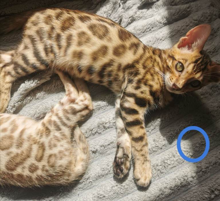 Stunning Bengal Kittens. TICA Registered