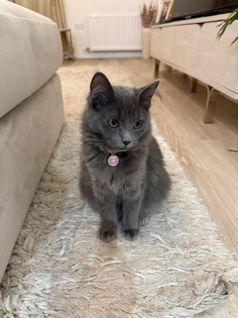 Female kitten for sale