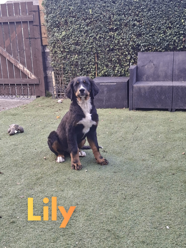 Beautiful Bernese Mountain Dog Puppies – Loving Family Homes Wanted 🐾