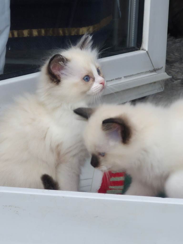 Ragdoll kitten for sale