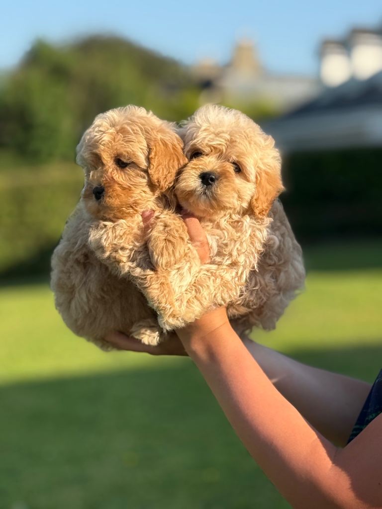 Cavapoo puppy’s
