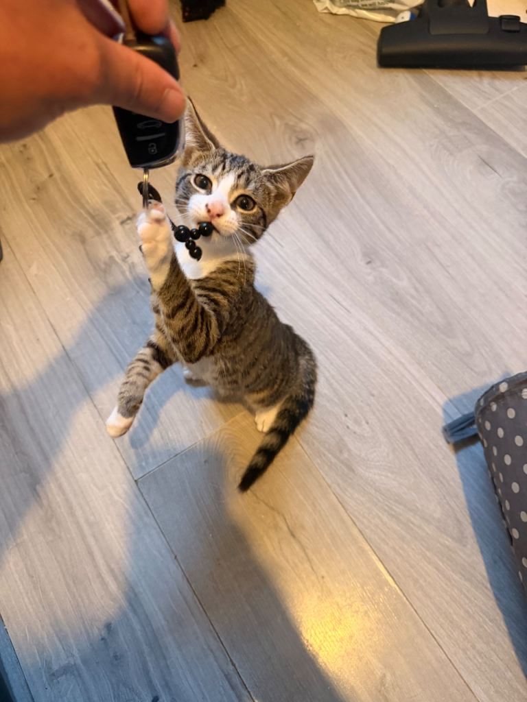 1 male kitten for sale. 