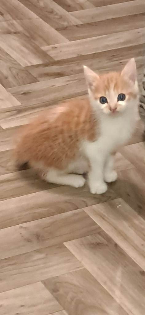 2 beautiful kittens for sale