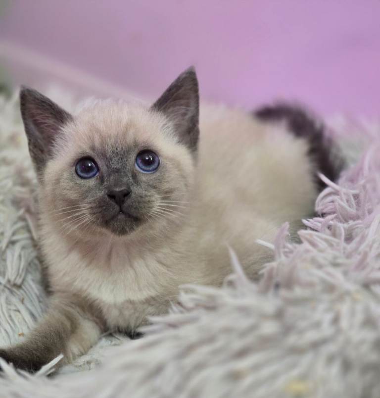 Colour Point Kittens