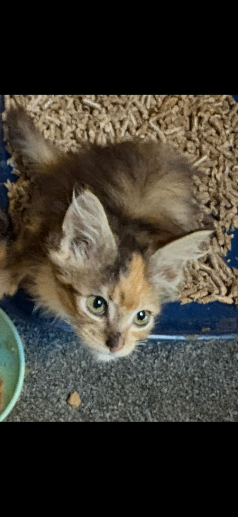 Friendly kittens looking for loving home ❤️
