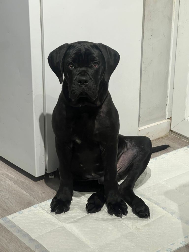Cane corso