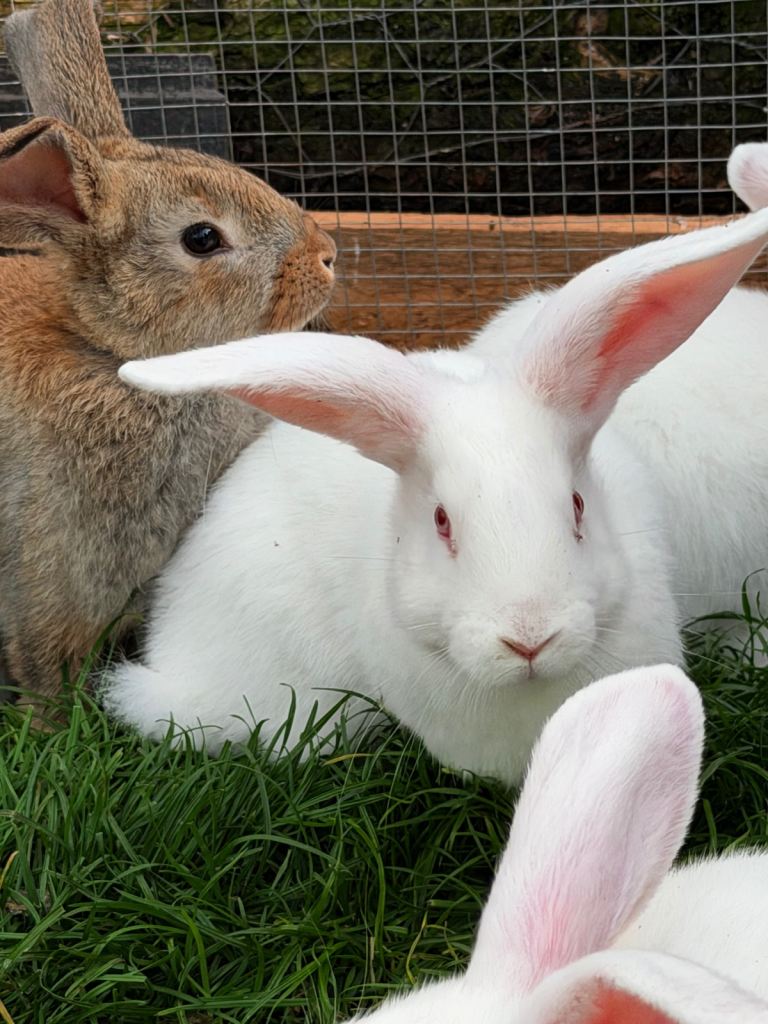 Rabbits looking for new home 