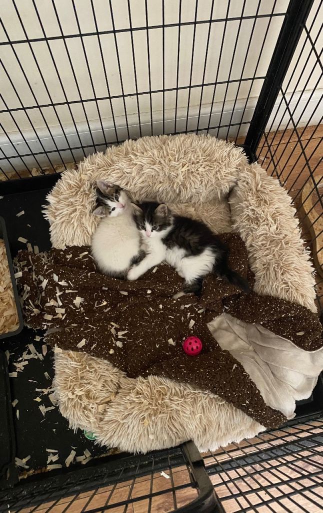 Kitten 