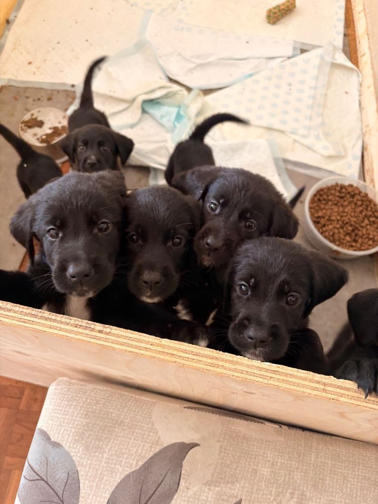 Urgent - Labernard Puppies 