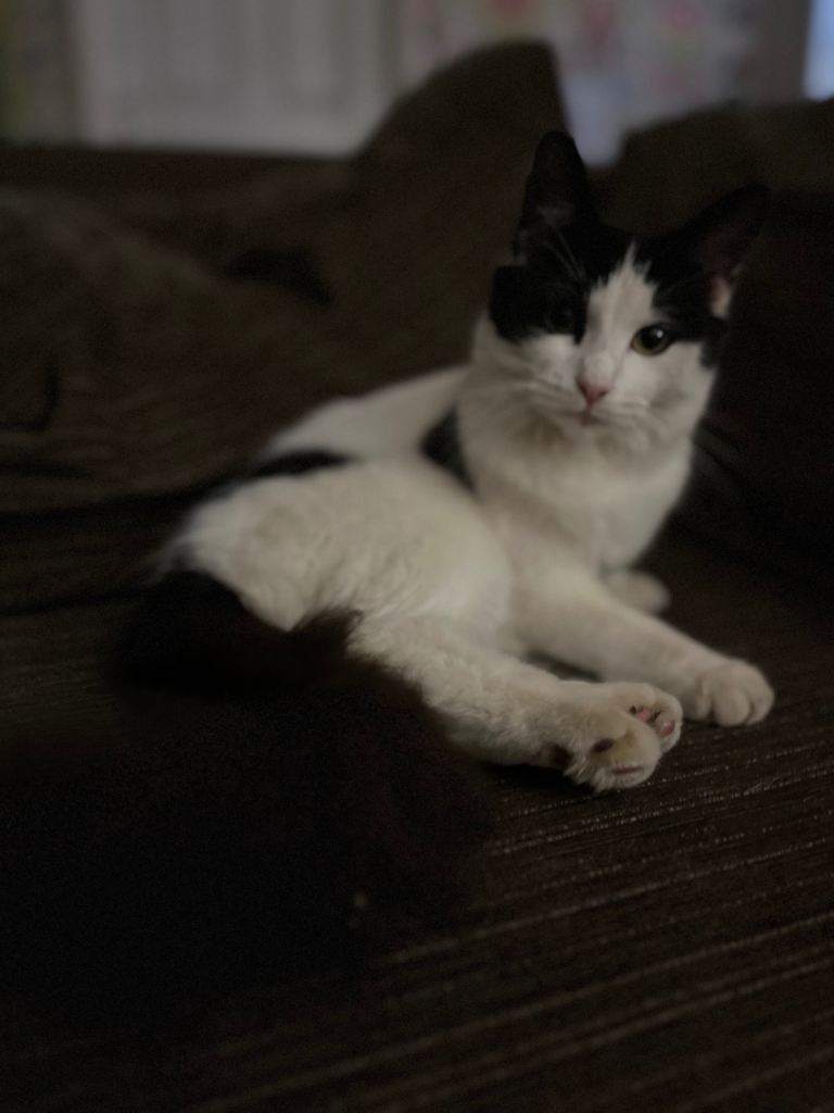 Princess Cat