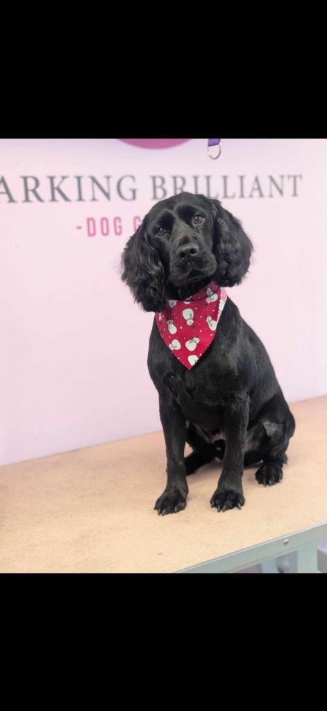 Full bred Cocker Spaniel 