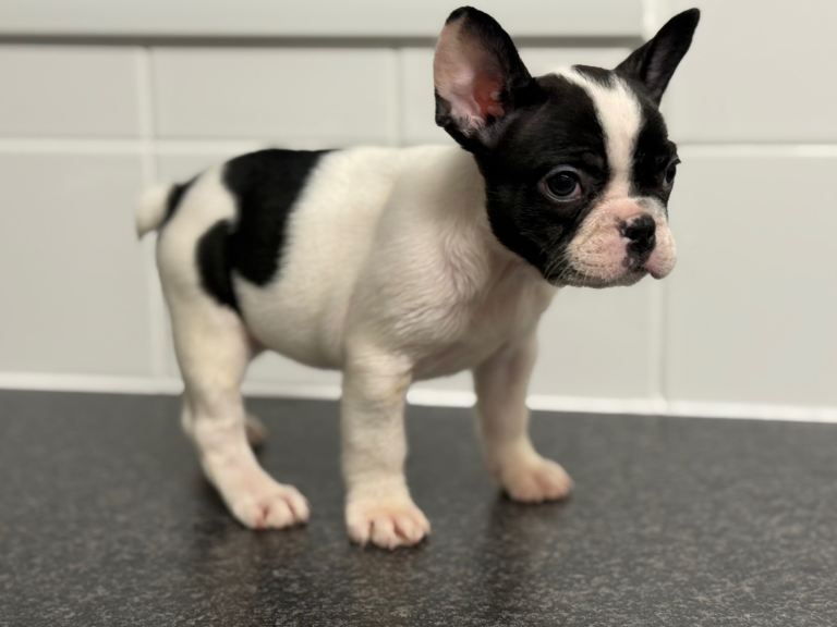 French bulldog puppies 8 week old 