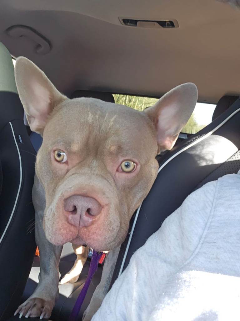 Pocket bully x frenchie 