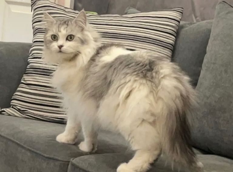 Beautiful Fluffy Bella – Loving Indoor Cat