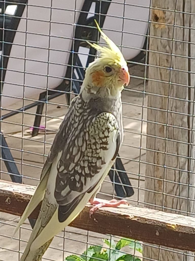 Baby cockatiels for sale