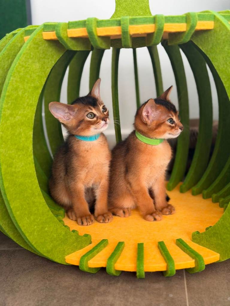 Last two Abyssinian boys♥️♥️♥️