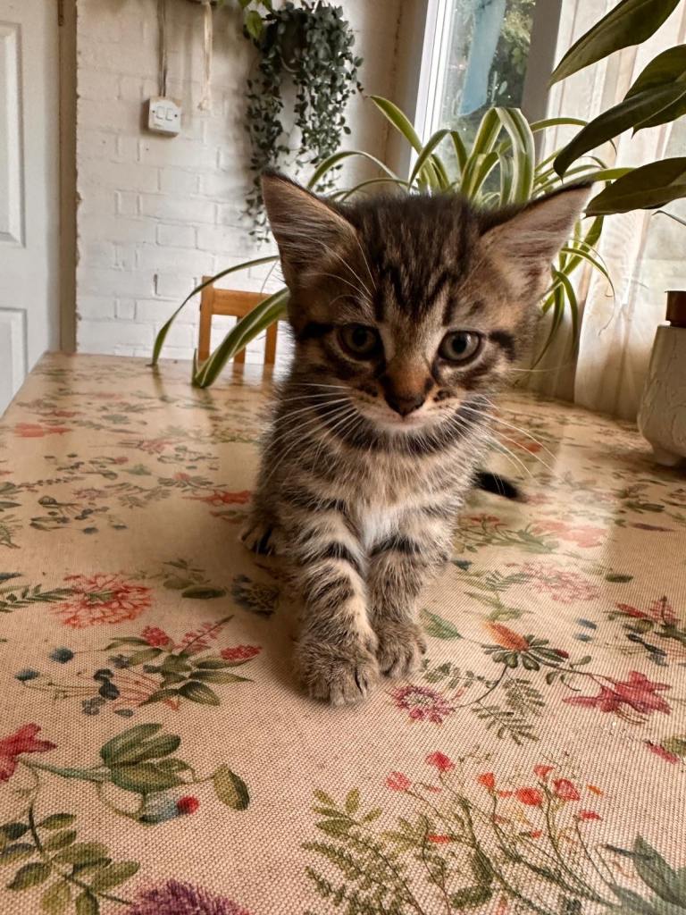 Hi, I have 6 lovely playful kittens available now in SE13 Lewisham.