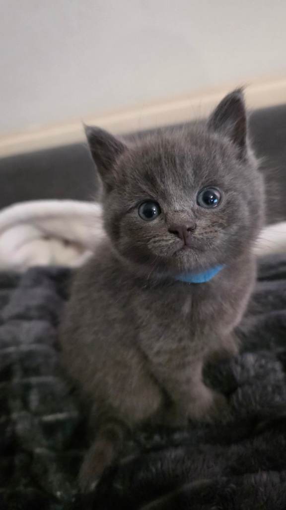 2 remaining -cuddly british shorthair kittens 