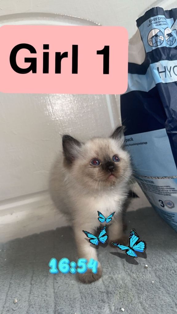 4 Ragdoll kittens for sale 