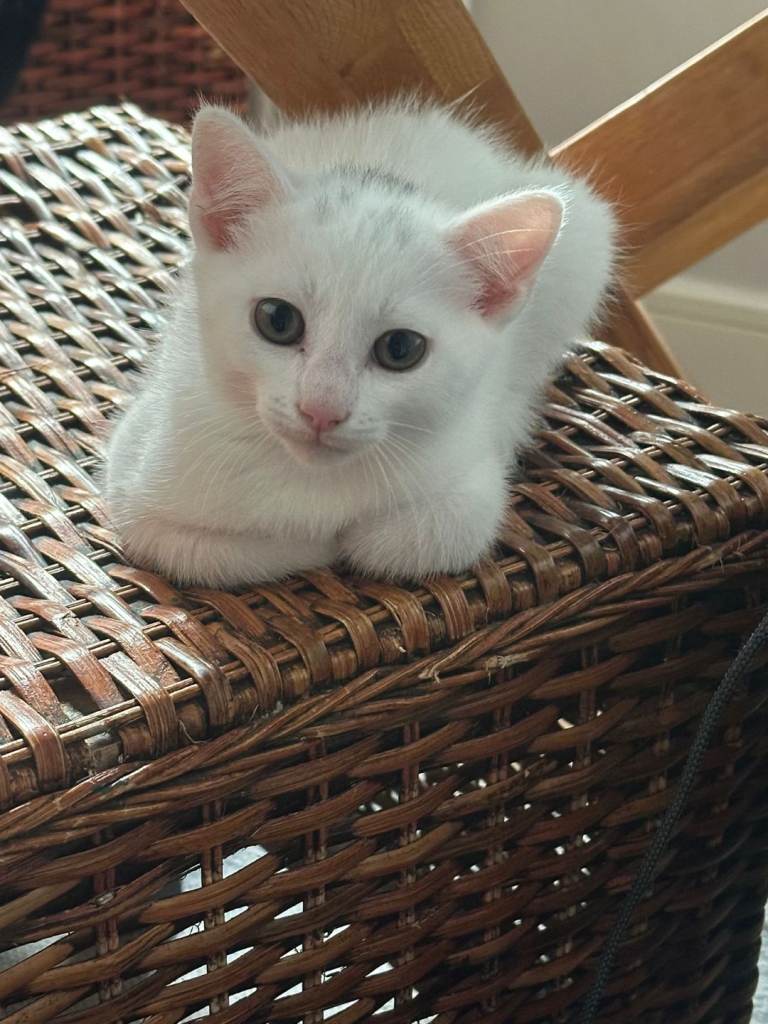 4 kittens ready to leave 