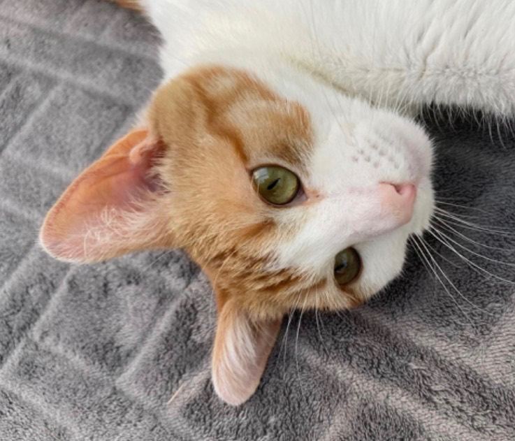 Kitten 