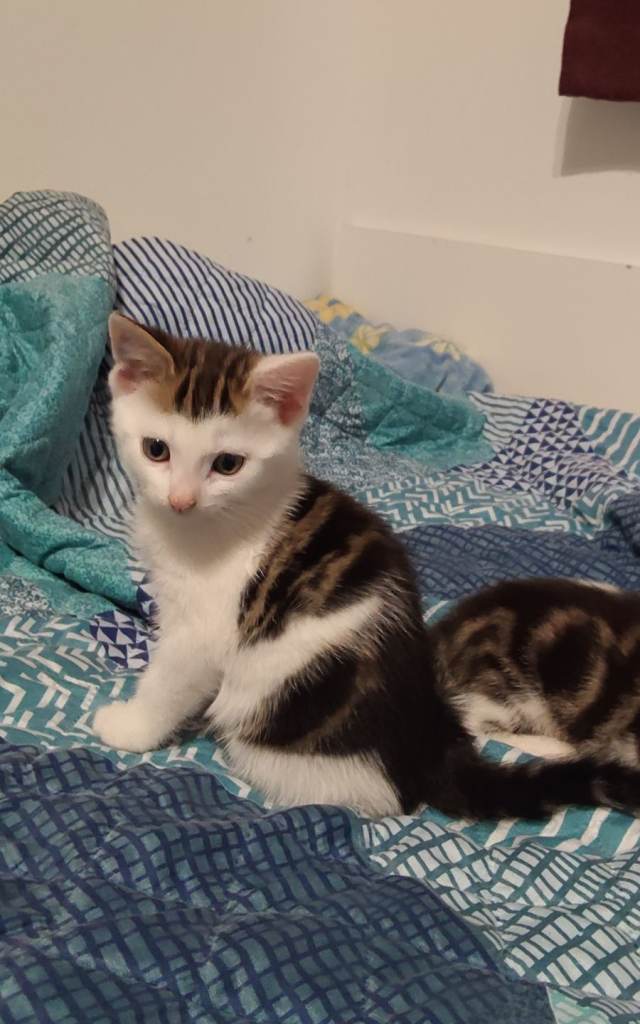 2 lovely Kittens  8 weeks old