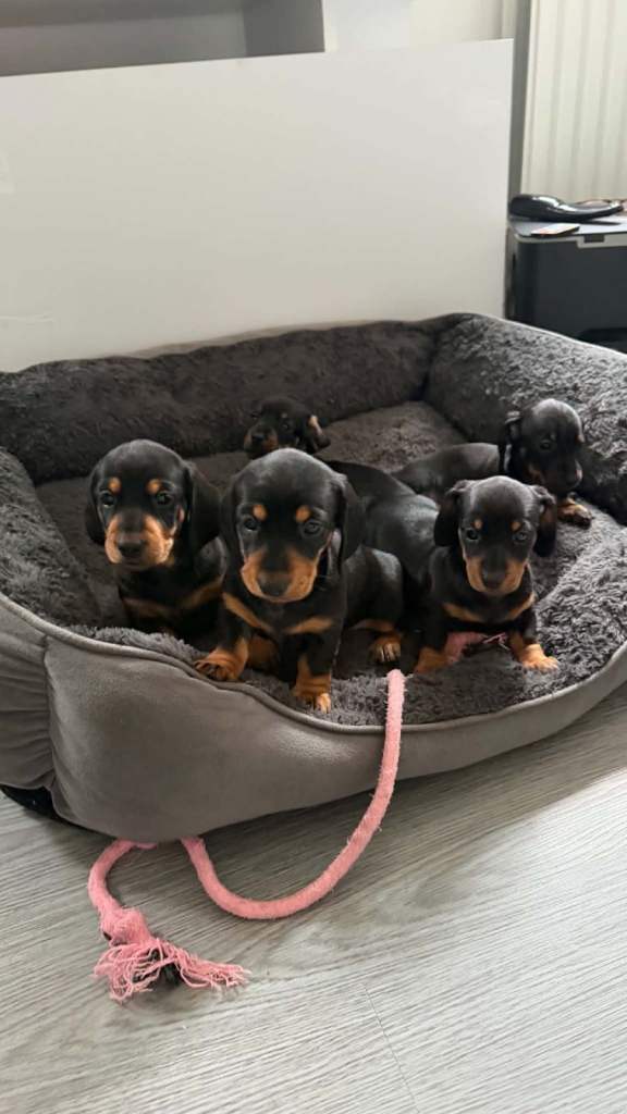 Dachshund short hair miniature puppies 2 LEFT ‼️