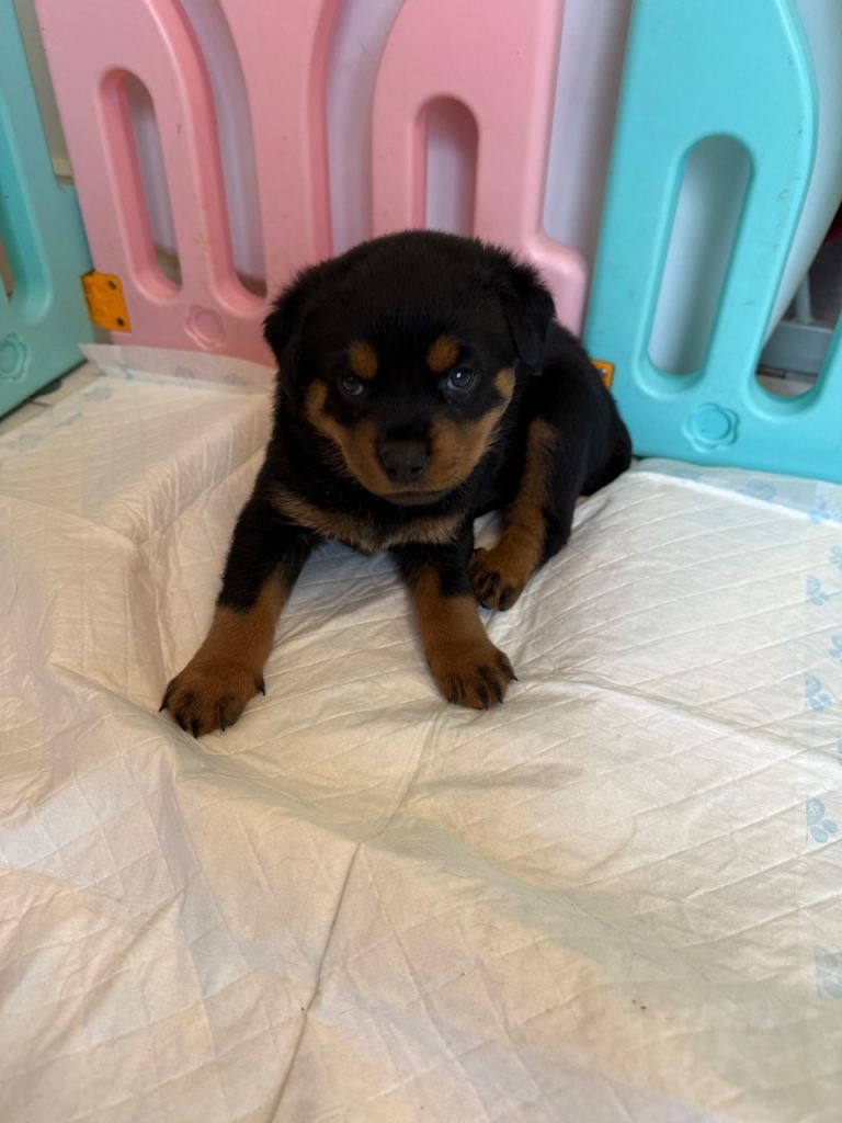 Chunky Rottweiler puppies 