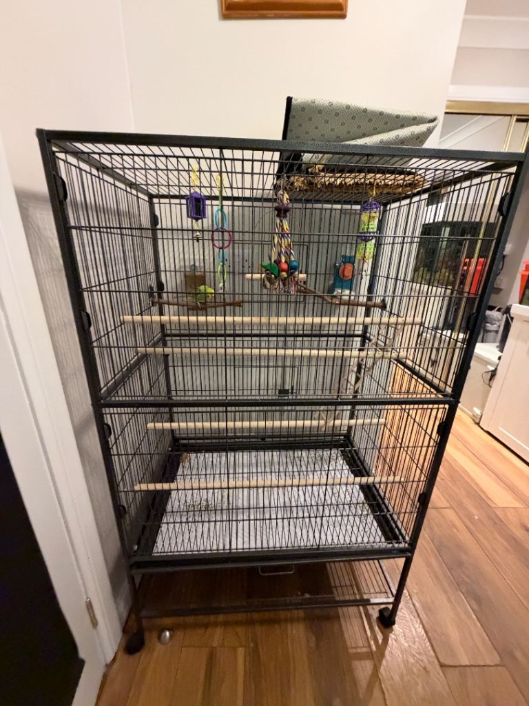 Budgie with Large Cage, Stand & Full Setup – Lovely Young Bird