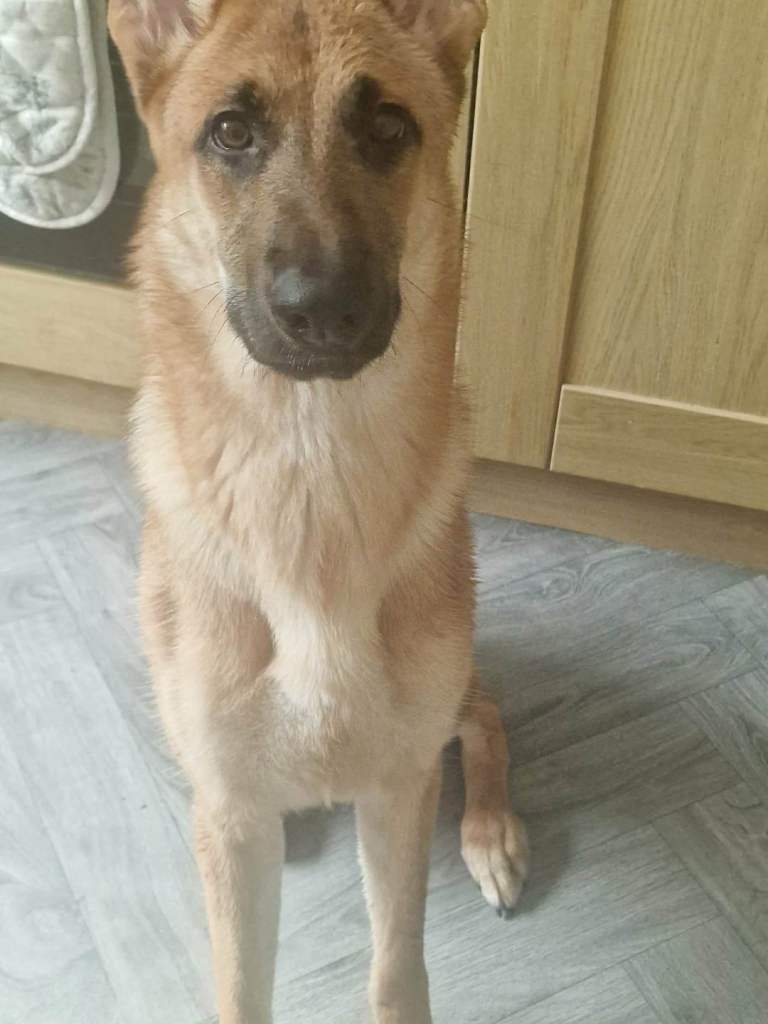 German Shepherd and Labrador for Sale