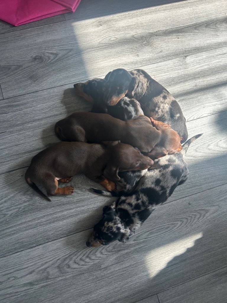 Miniature dashchunds for sale 