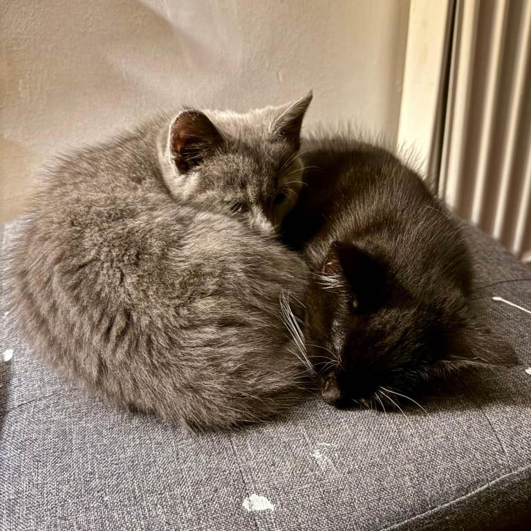 British shorthair cross