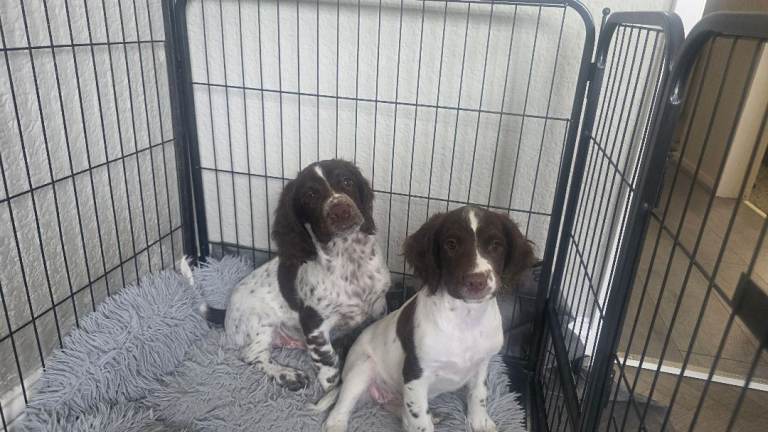 Springer spaniel pups 