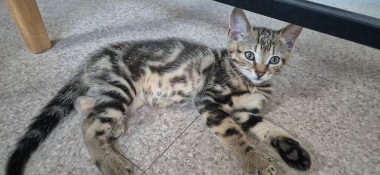 2 little Tabby brothers booking for loving home.