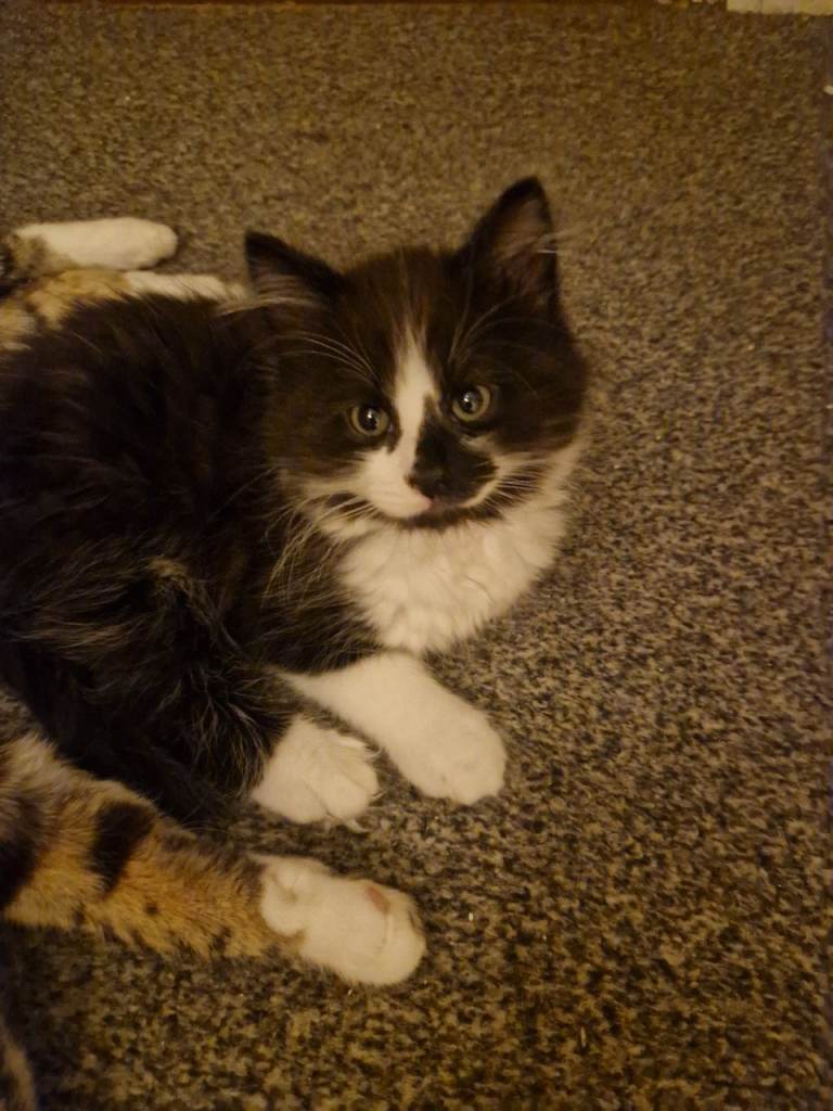 image for Beautiful male kitten 