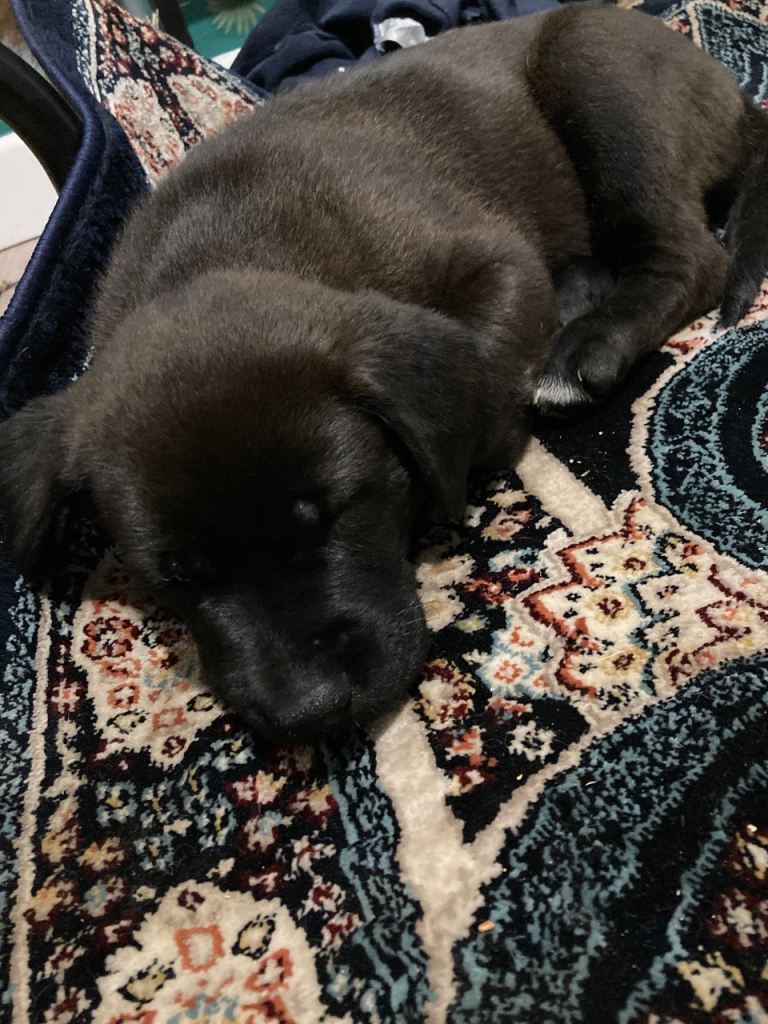 2 9 Weeks Old Female Cane Corso X GSD