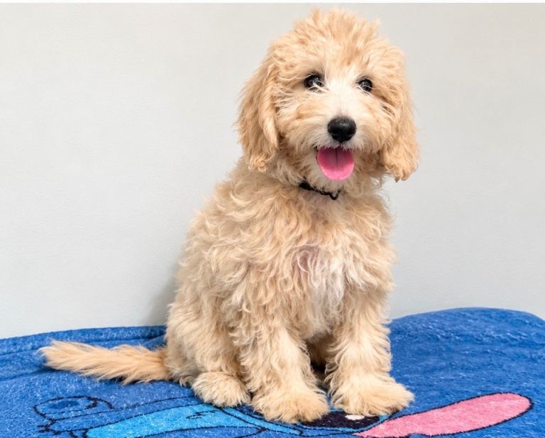 F1B Mini Goldendoodle girl – 12 weeks old