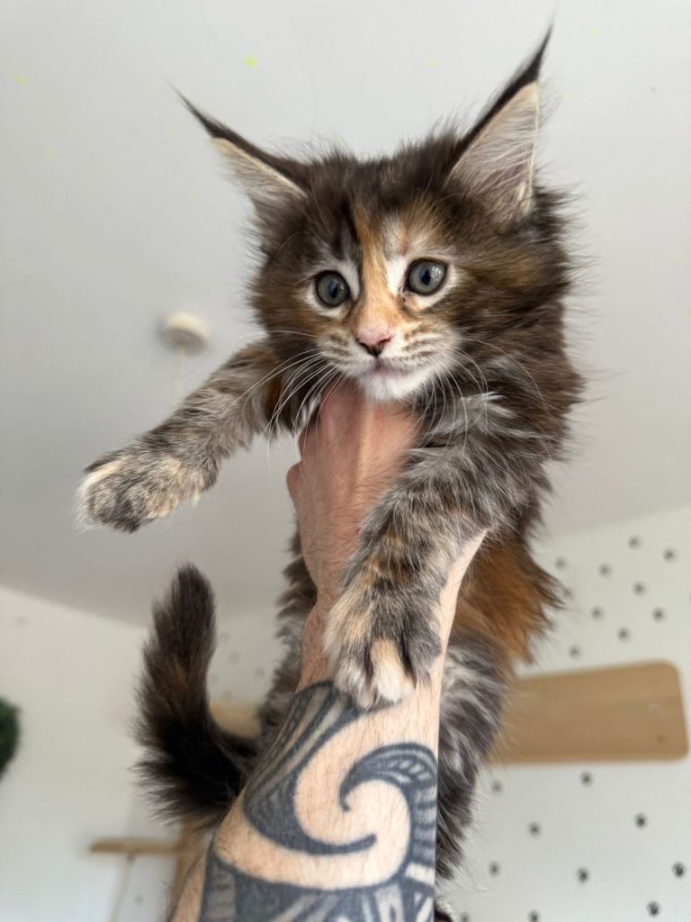 🐾 Maine Coon Kittens for Sale 🐾  ONE KITTEN AVAILABLE  🐾