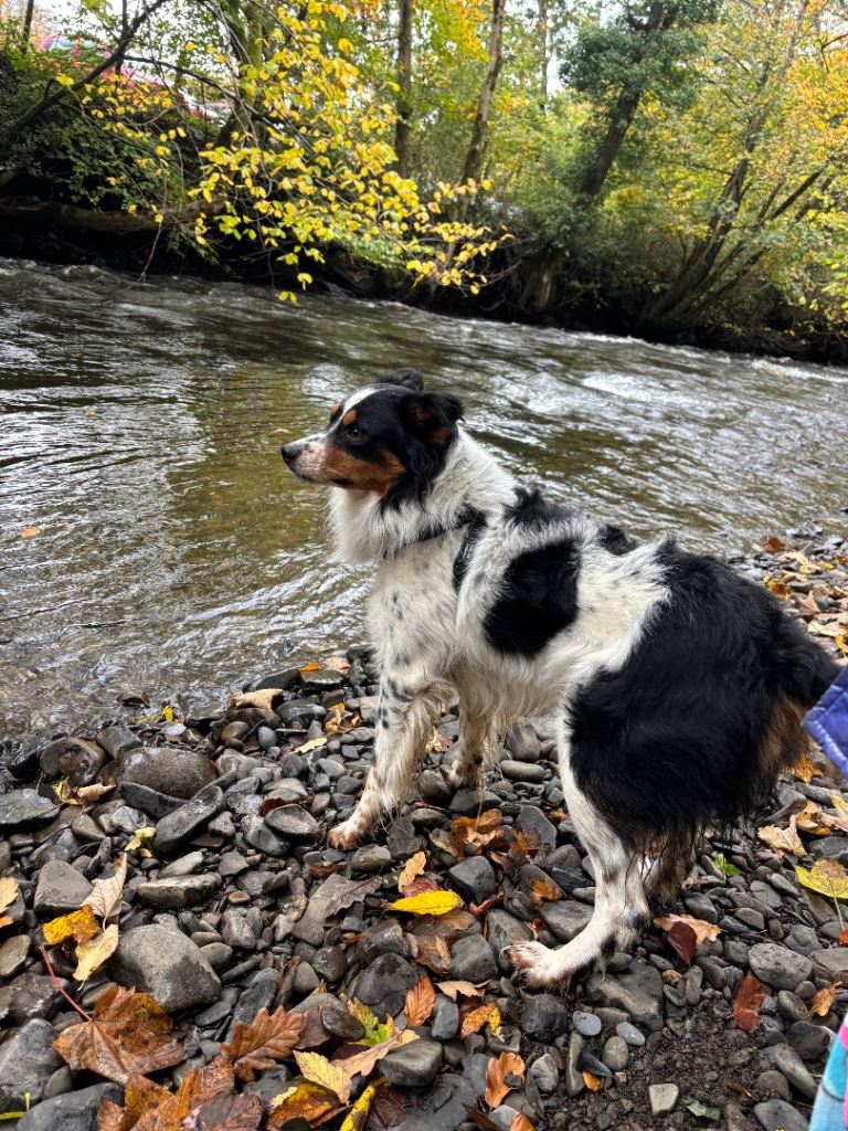 Handsome Welsh sheepdog x border collie puppy