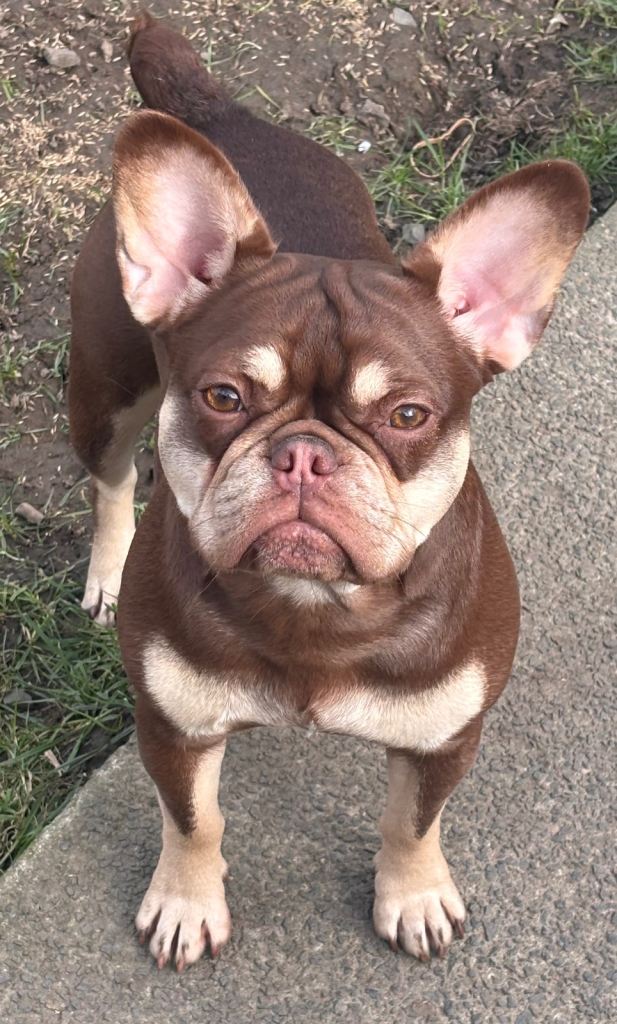 KC French bulldog girls 
