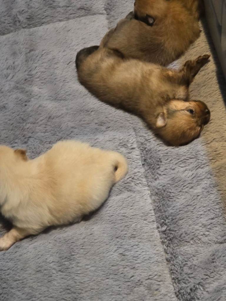 Pom pups